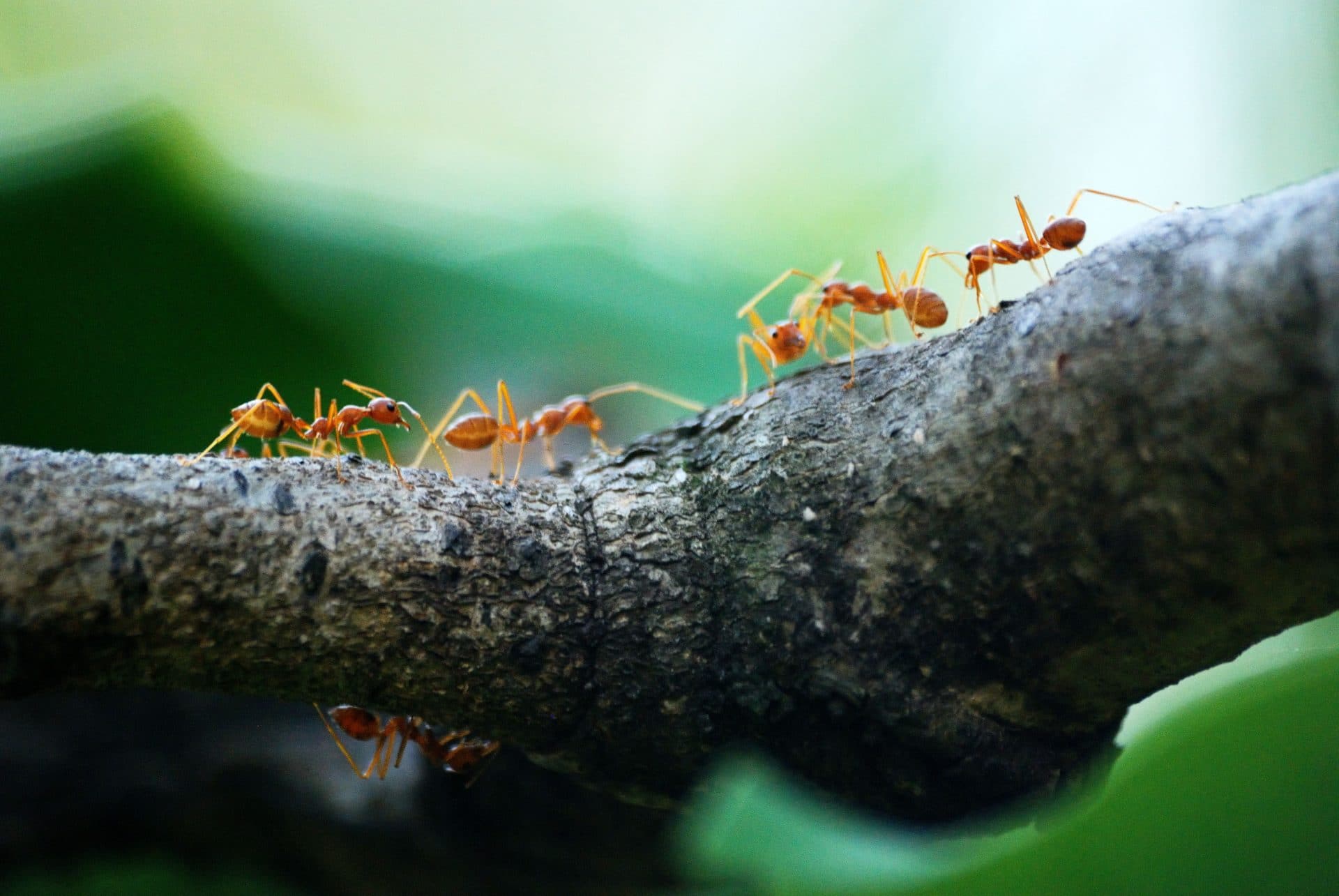 Photo of ants on a branch