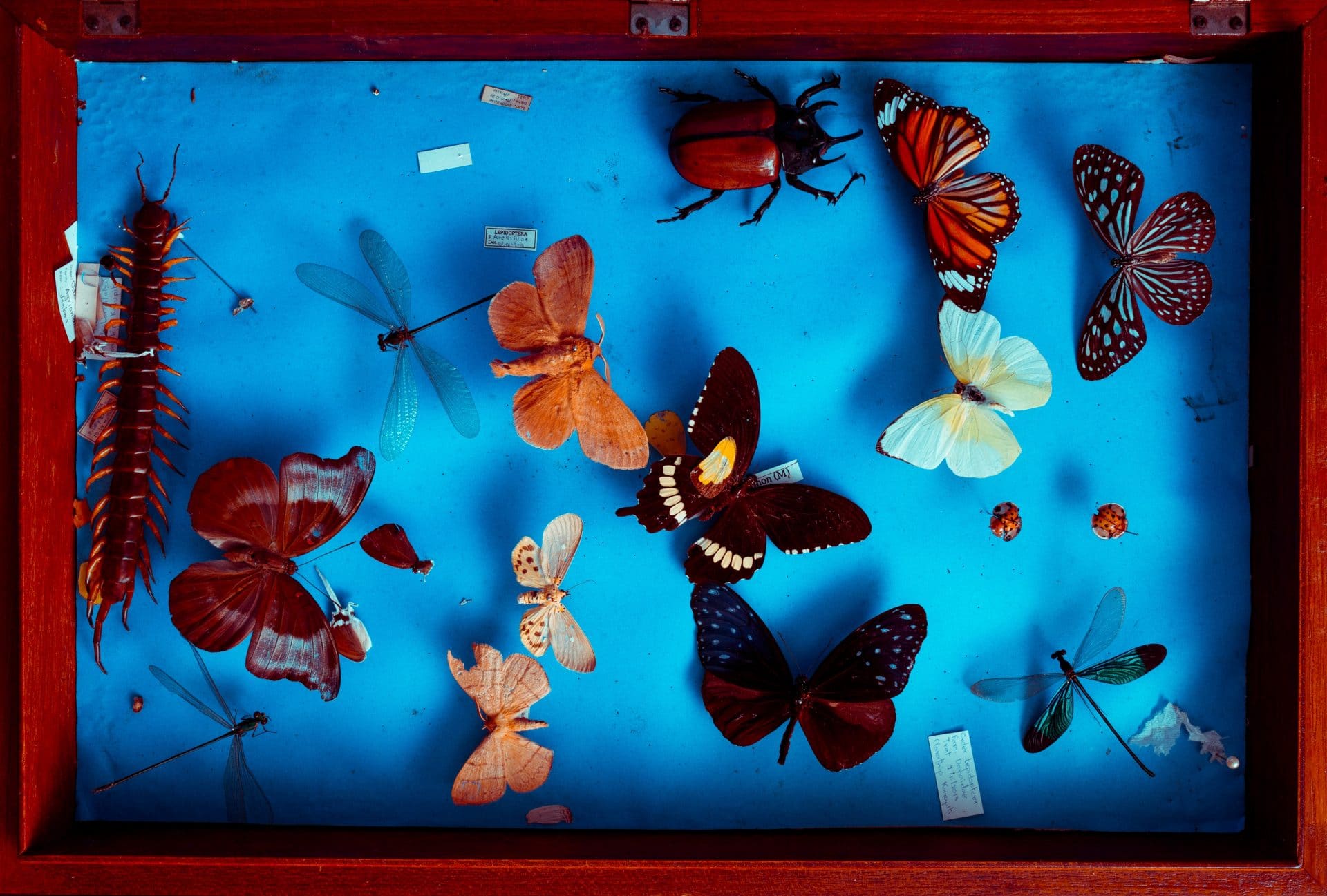 Photo of insects on a display frame