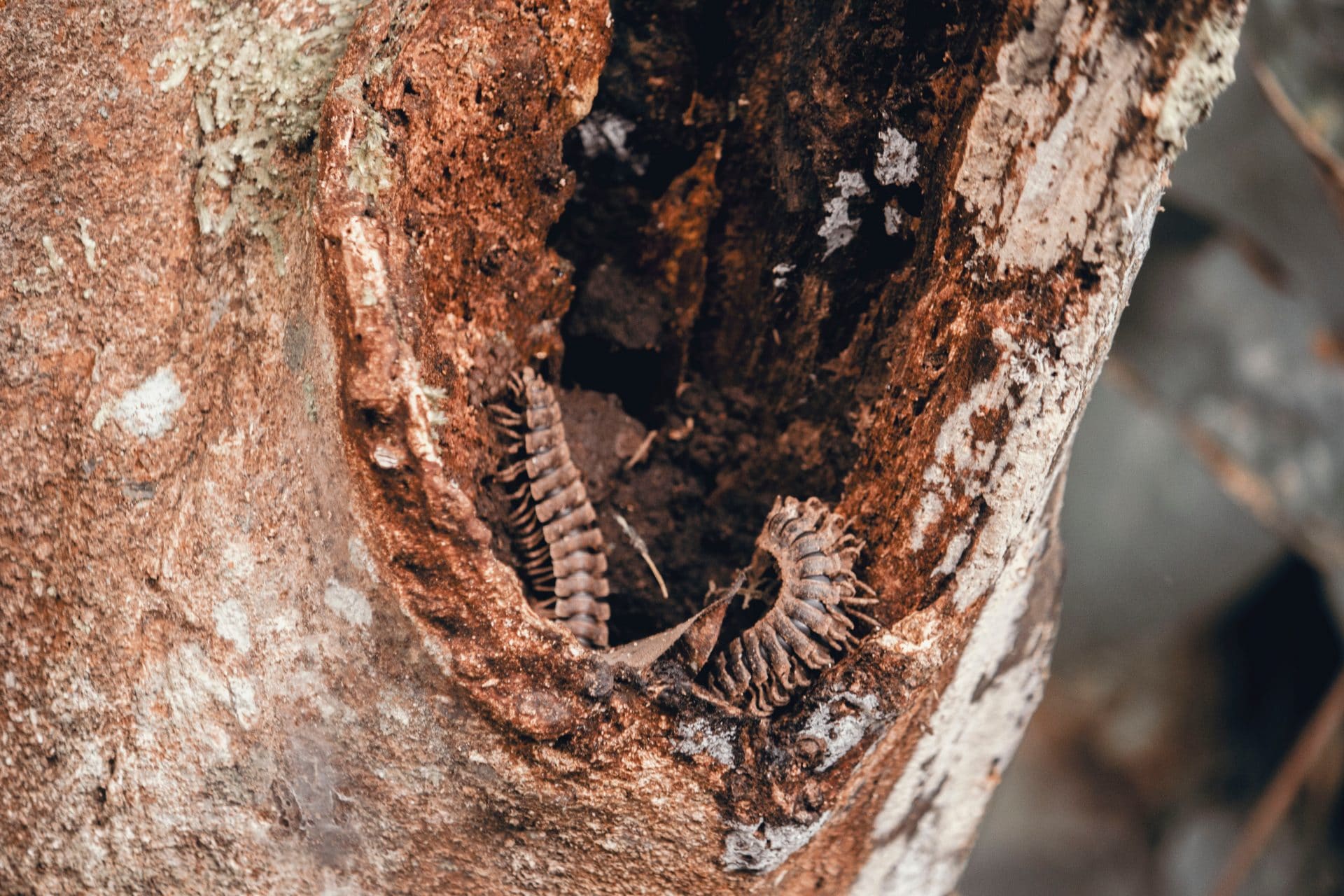 Centipede inside a tree