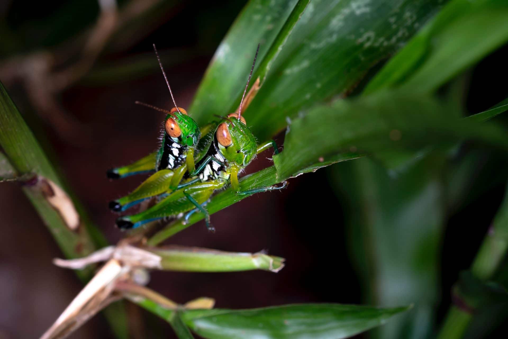 Two grasshoppers on a leaf