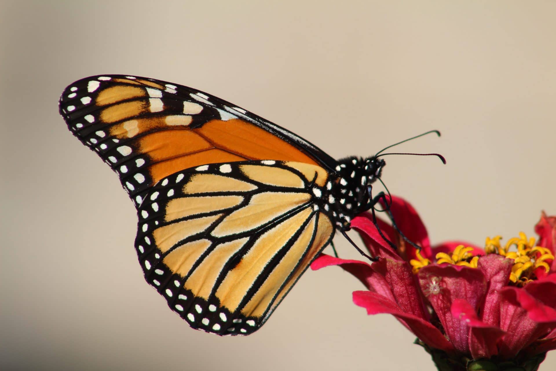 Butterflies