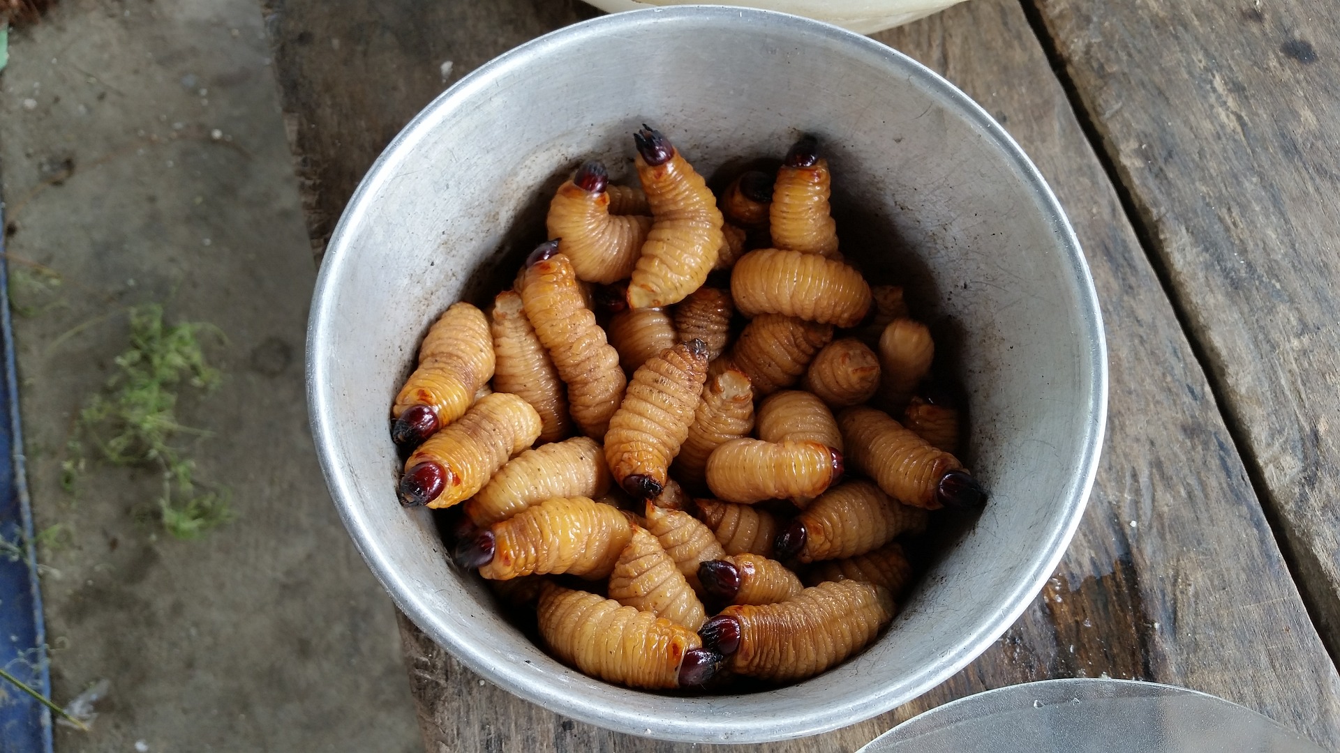 Grubs