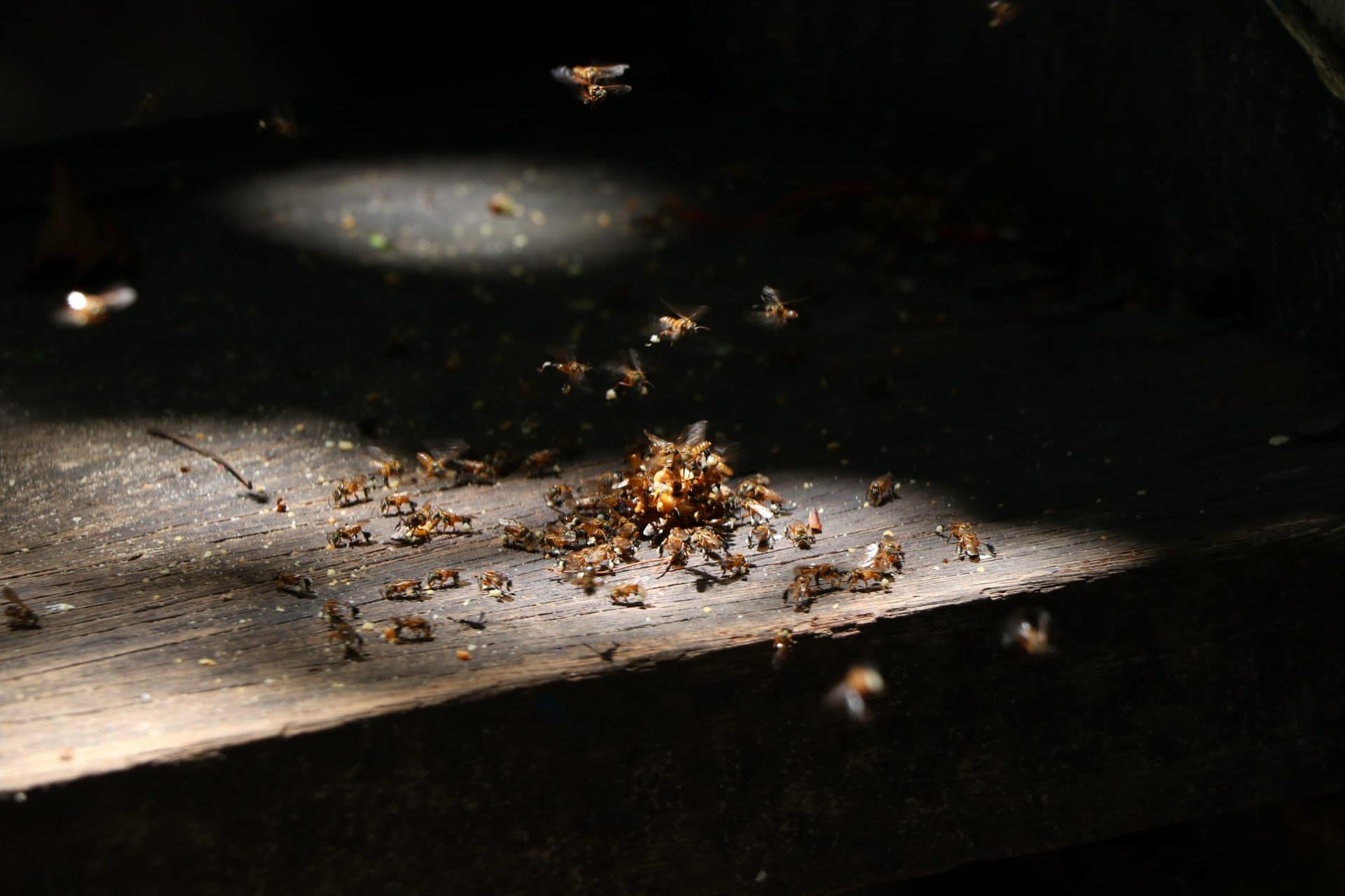 Termites