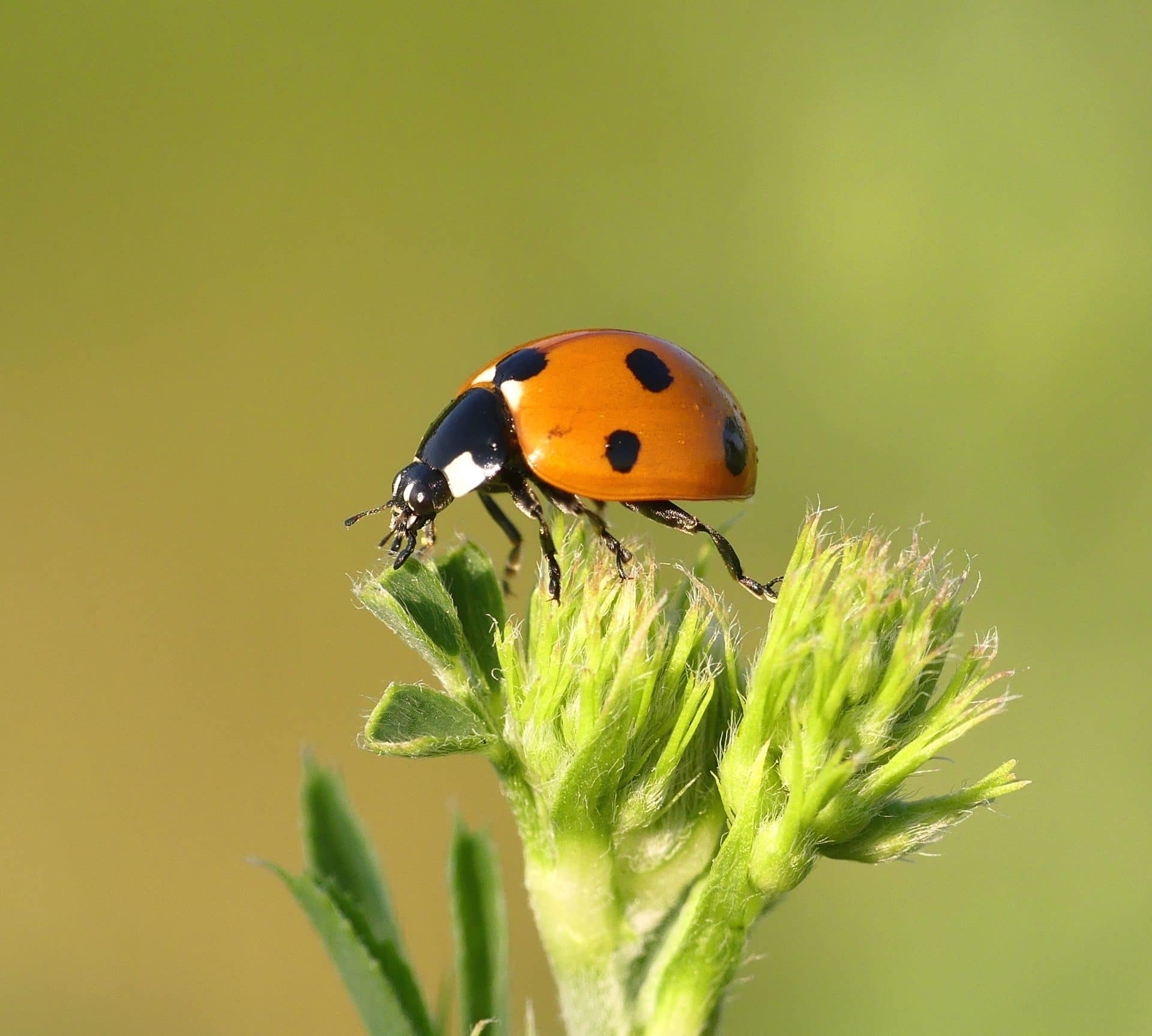 Lady bug on top of a plant