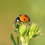 Lady bug on top of a plant