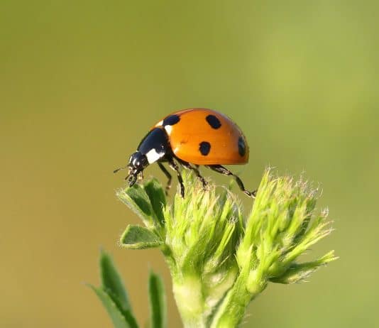 Lady bug on top of a plant